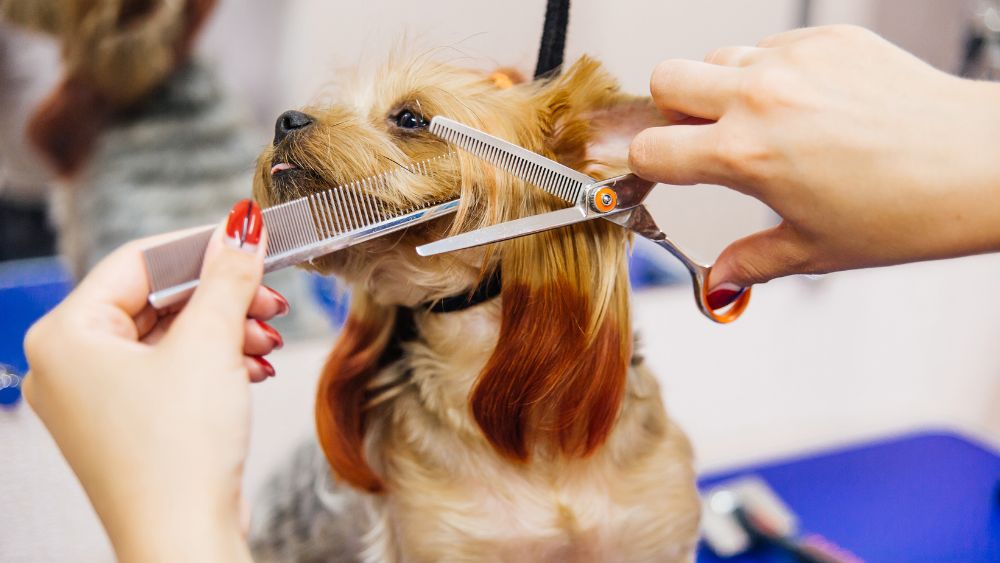 Dog hair deals cut shop