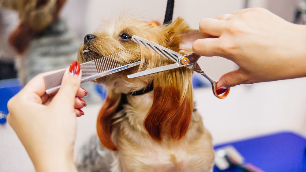 Puppy Grooming And Odour Neutralising - The What, When and How