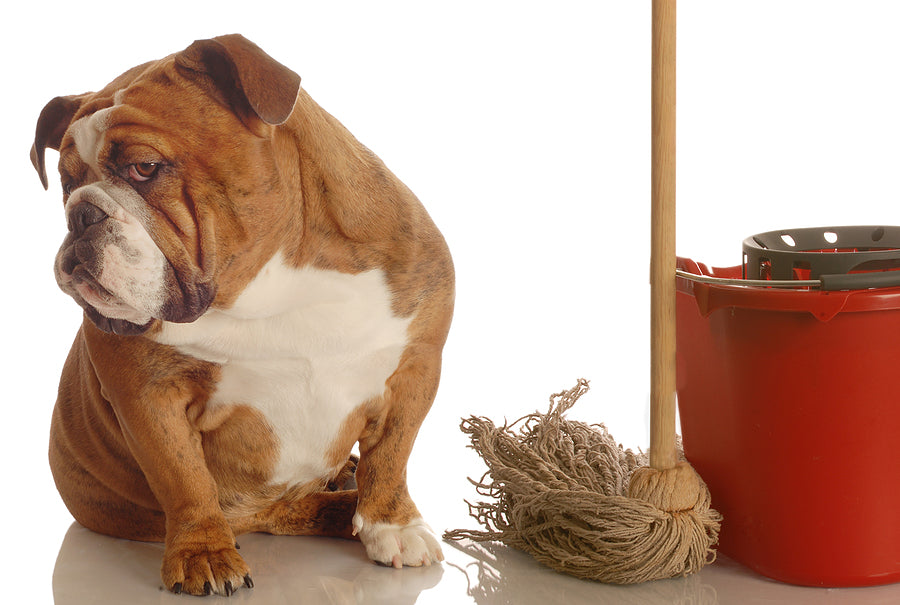 Toilet Training Older Dogs