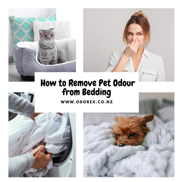 How to Remove Pet Odour from Bedding (Even the Tough Smells)