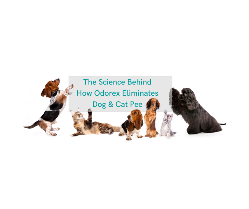 How does Odorex Work To Eliminate Pet Odours Like Dog and Cat Pee?