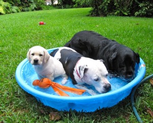 Keeping Your Pets Cool This Summer