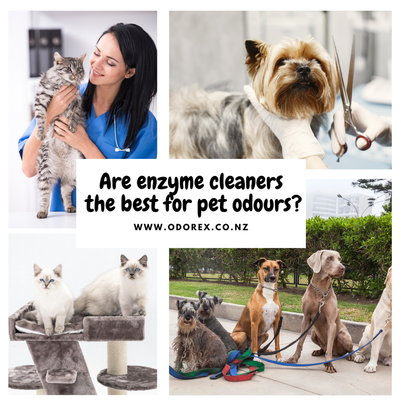 How to Eliminate Pet Odours Without Using Enzymes