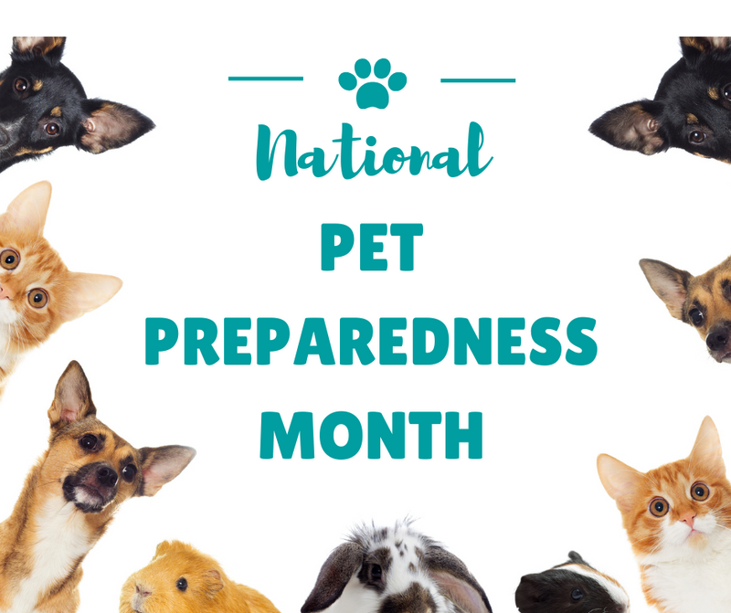 Are You and Your Pet Prepared for Disaster?