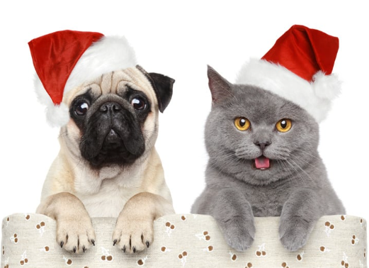 Keeping Pets Safe Over the Holidays: A Summer Guide for New Zealand Pet Owners