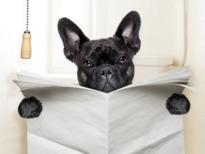 How to Housebreak a Puppy: The Basics of Toilet Training
