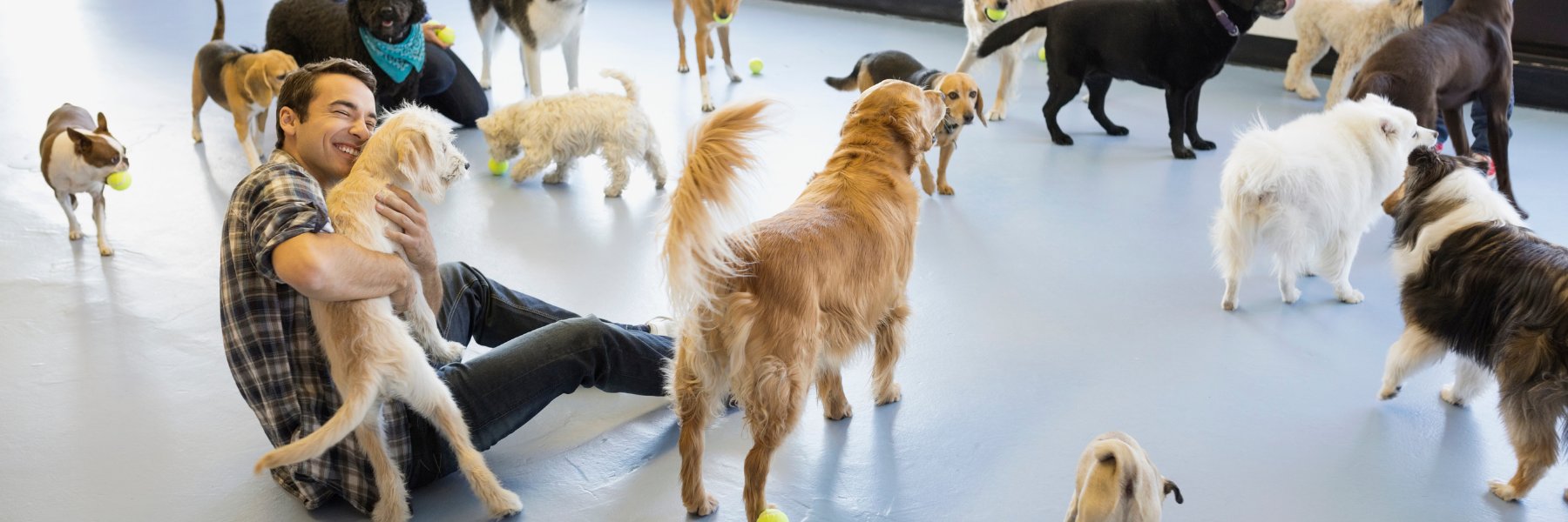 Boarding Kennels & Doggy Daycares