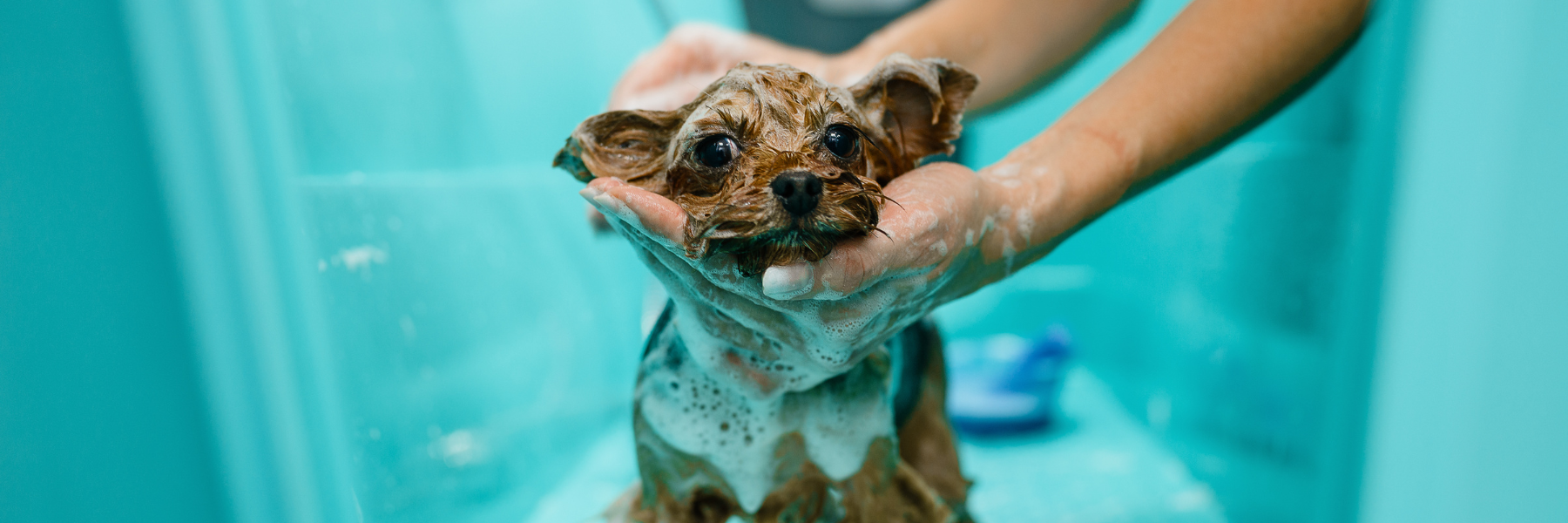 Dog Groomers