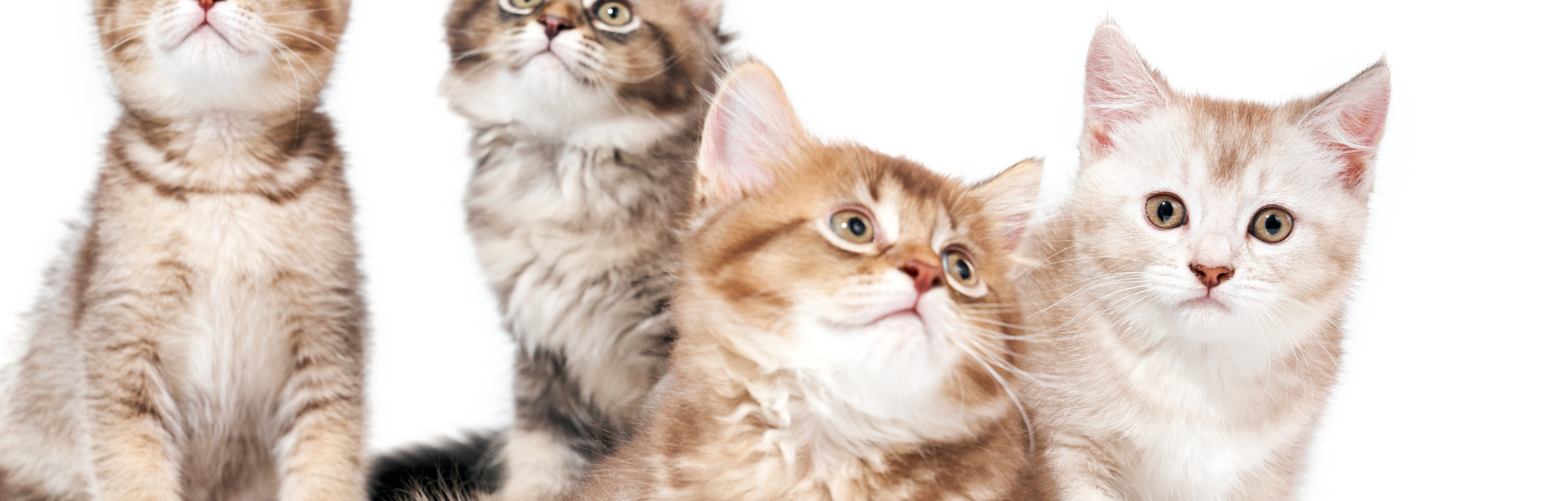 Catteries & Cat Breeders