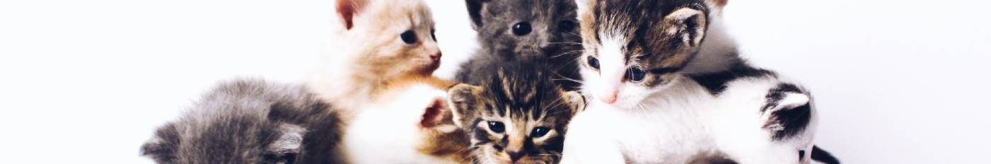 Cat Owners